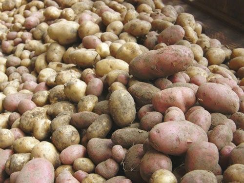 Selenella, avvio positivo per patate e cipolle - CIA Emilia Romagna