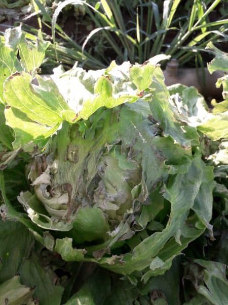 lattuga rovinata da grandine