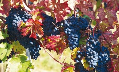 lambrusco Grasparossa