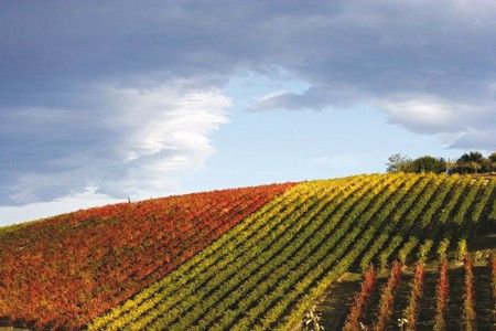 vino