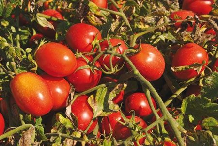 POMODORO da INDUSTRIA